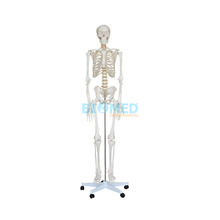 Modelo del Esqueleto Humano 1,70cm