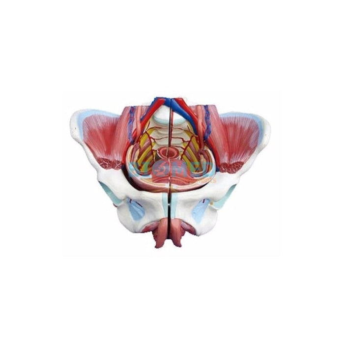 Modelo Órgano Genital Femenino